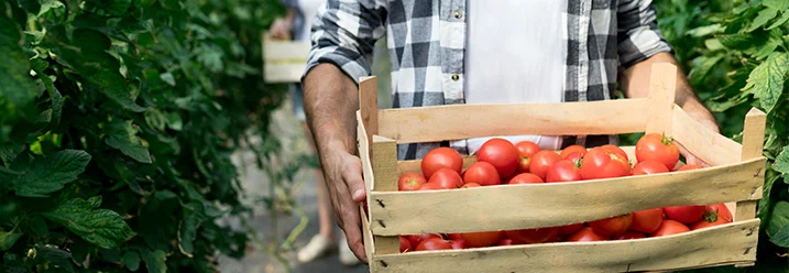 Person trägt Kiste mit Tomaten